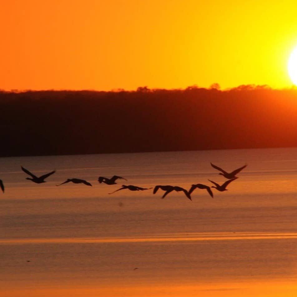 Ducks-over-the-lake-with-sun