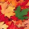 Fall-Leaves1