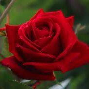 Red-Rose1
