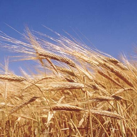 Wheat-1